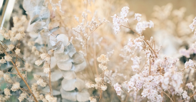 Annual and Family Memberships